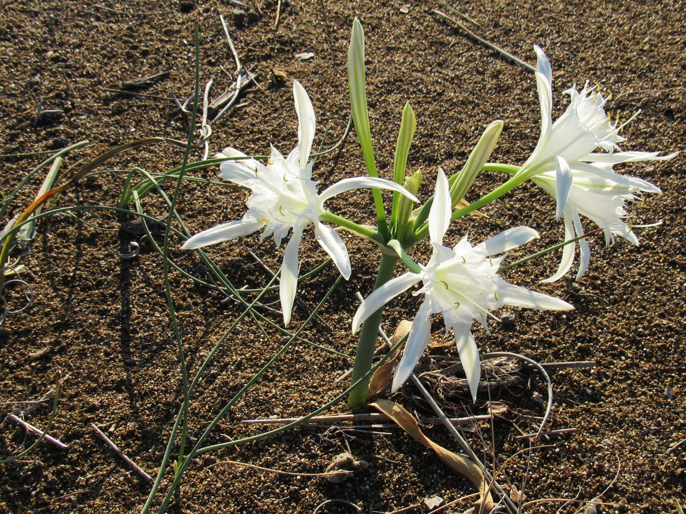 Изображение особи Pancratium maritimum.