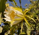 genus Hylocereus