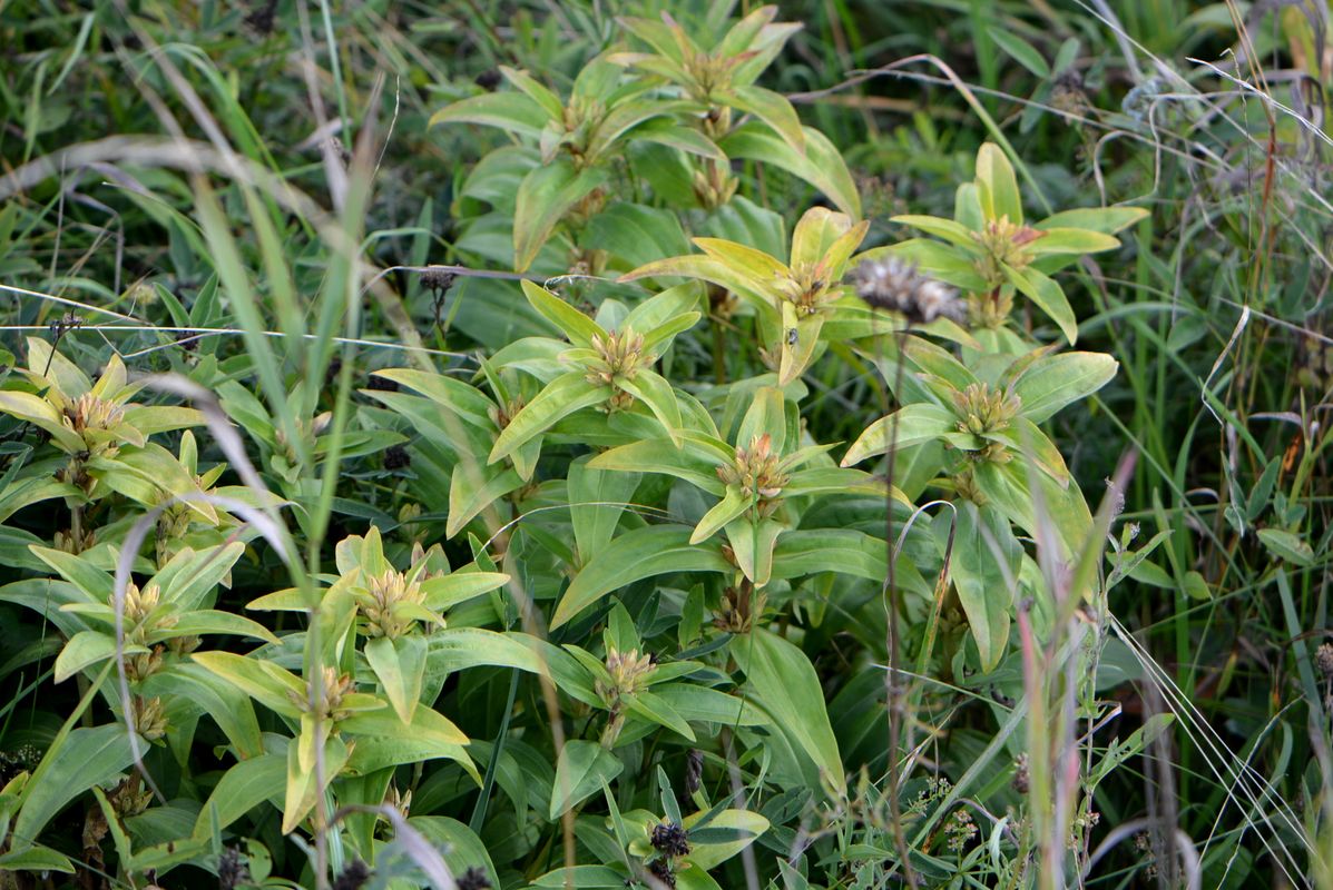 Изображение особи Gentiana cruciata.