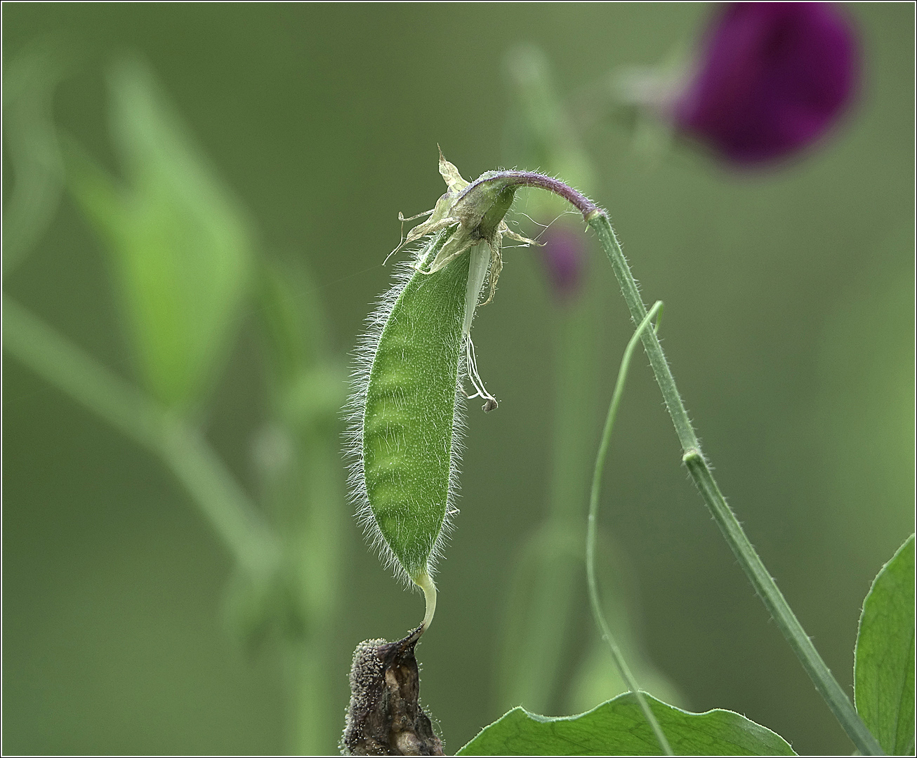 Изображение особи Lathyrus odoratus.