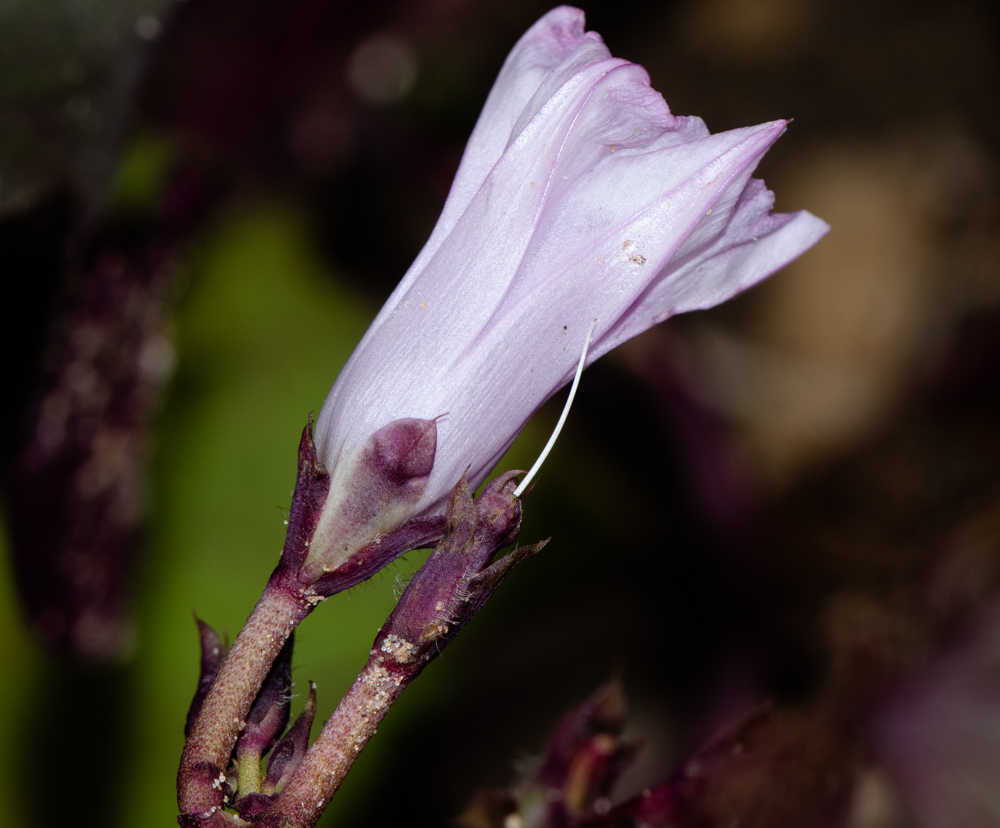 Image of Ipomoea batatas specimen.
