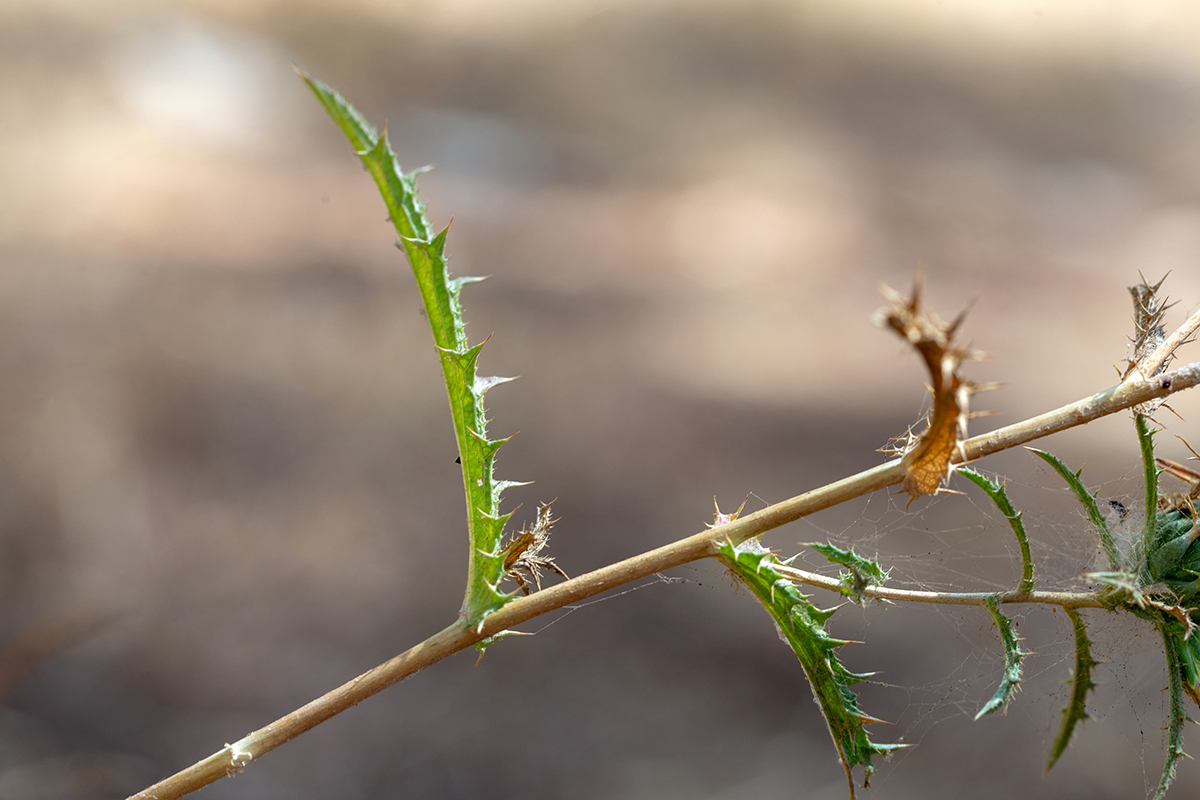 Image of Carlina curetum specimen.