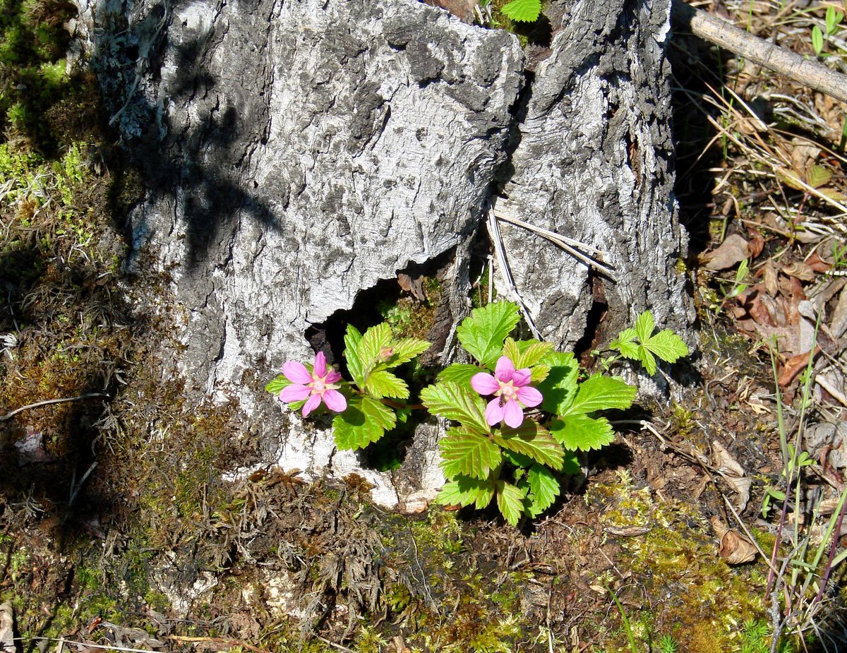 Image of Rubus arcticus specimen.