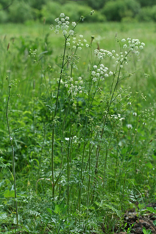 Изображение особи Chaerophyllum prescottii.