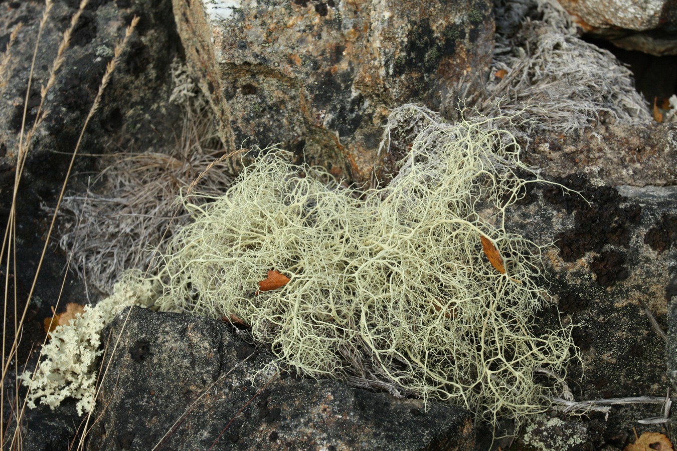 Image of Alectoria ochroleuca specimen.