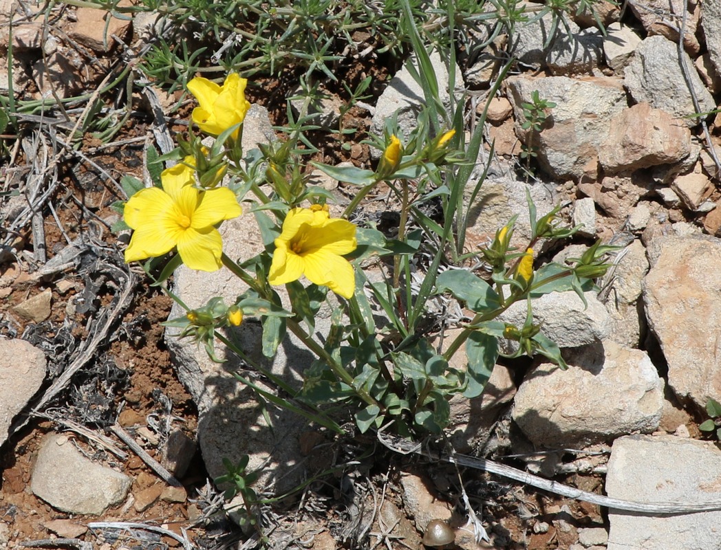 Image of Linum alexeenkoanum specimen.