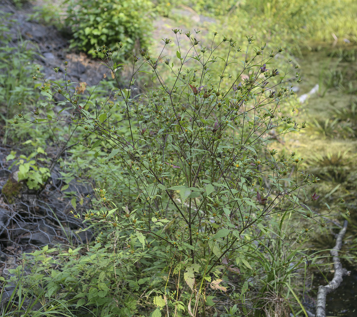 Изображение особи Bidens frondosa.