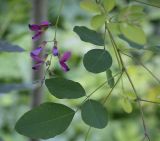 Lespedeza bicolor