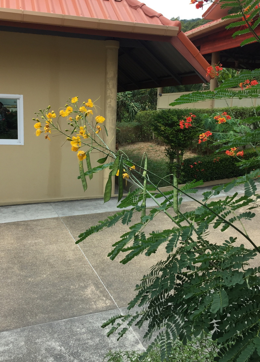 Image of Caesalpinia pulcherrima specimen.