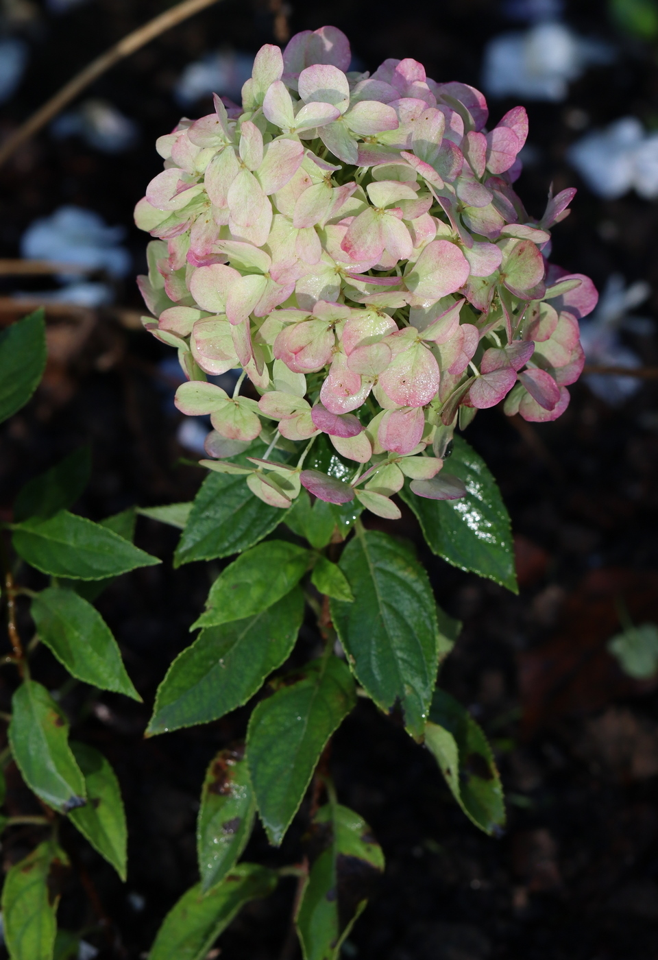 Image of Hydrangea paniculata specimen.