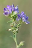 Image of taxon representative. Author is Владимир Панкратов