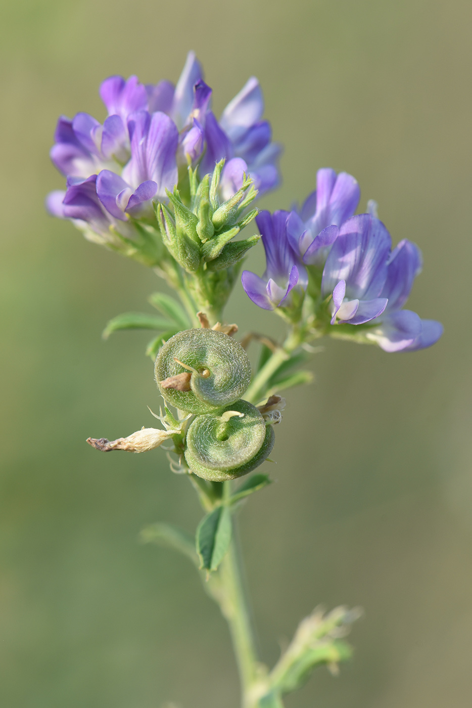 Изображение особи Medicago sativa.