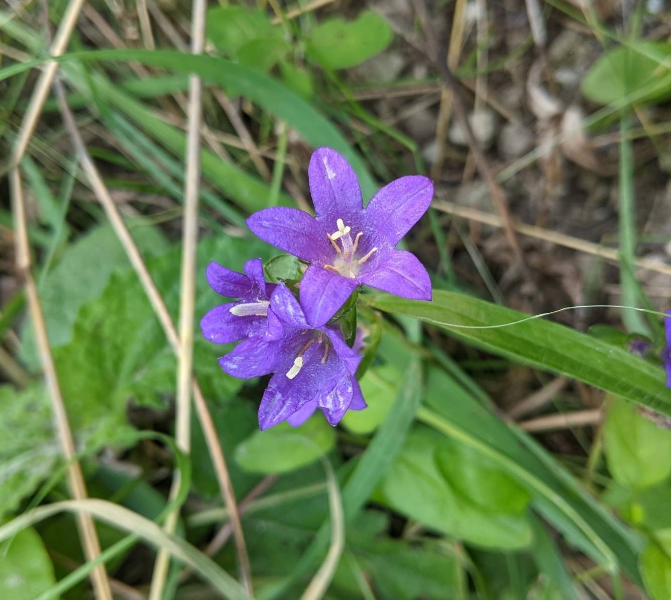 Изображение особи Campanula glomerata.