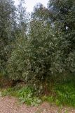 род Eucalyptus. Вегетирующее растение. Израиль, лес Бен-Шемен. 05.03.2022.