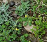 genus Potentilla