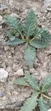 Phlomoides integior