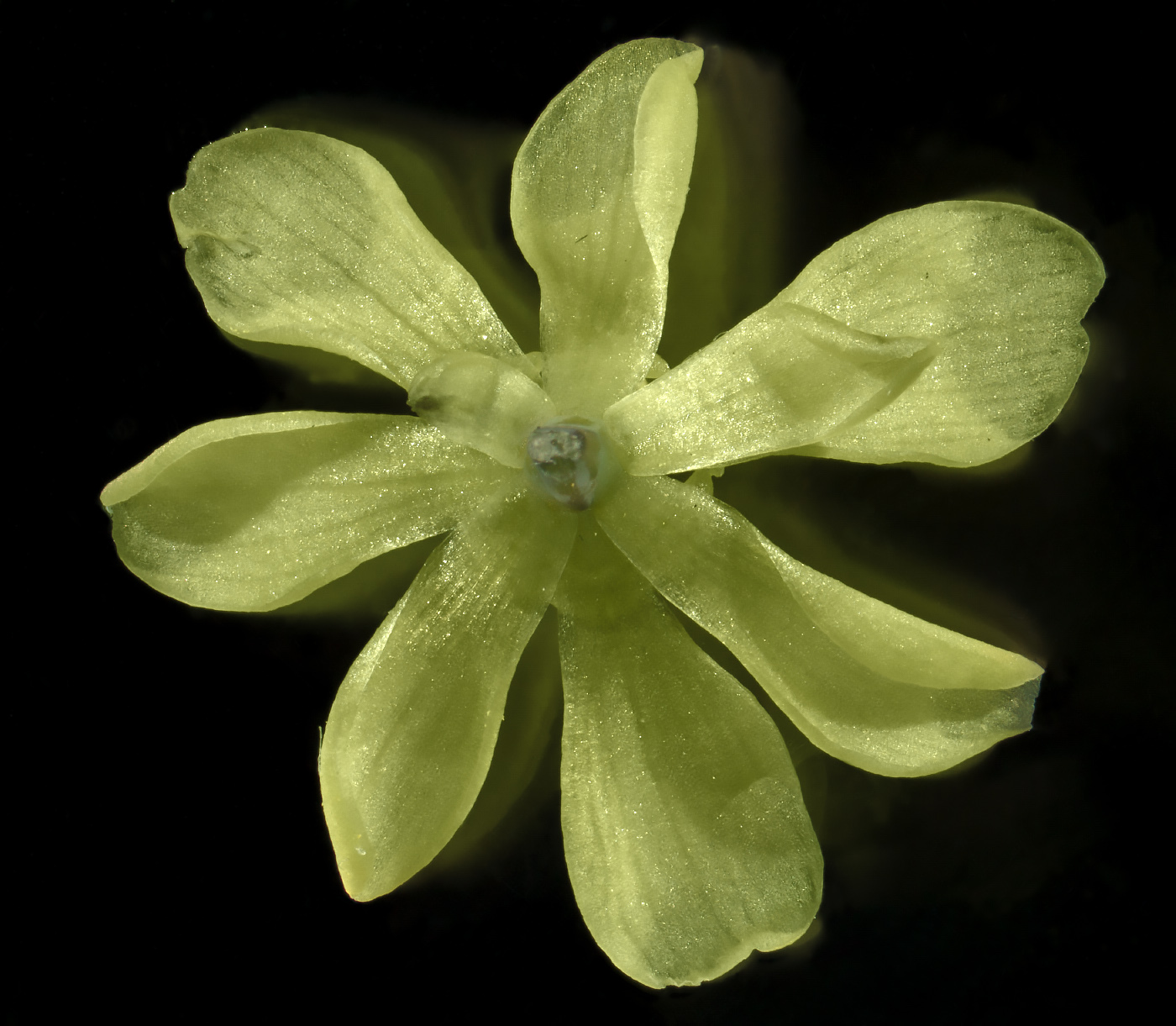Image of Caulophyllum robustum specimen.