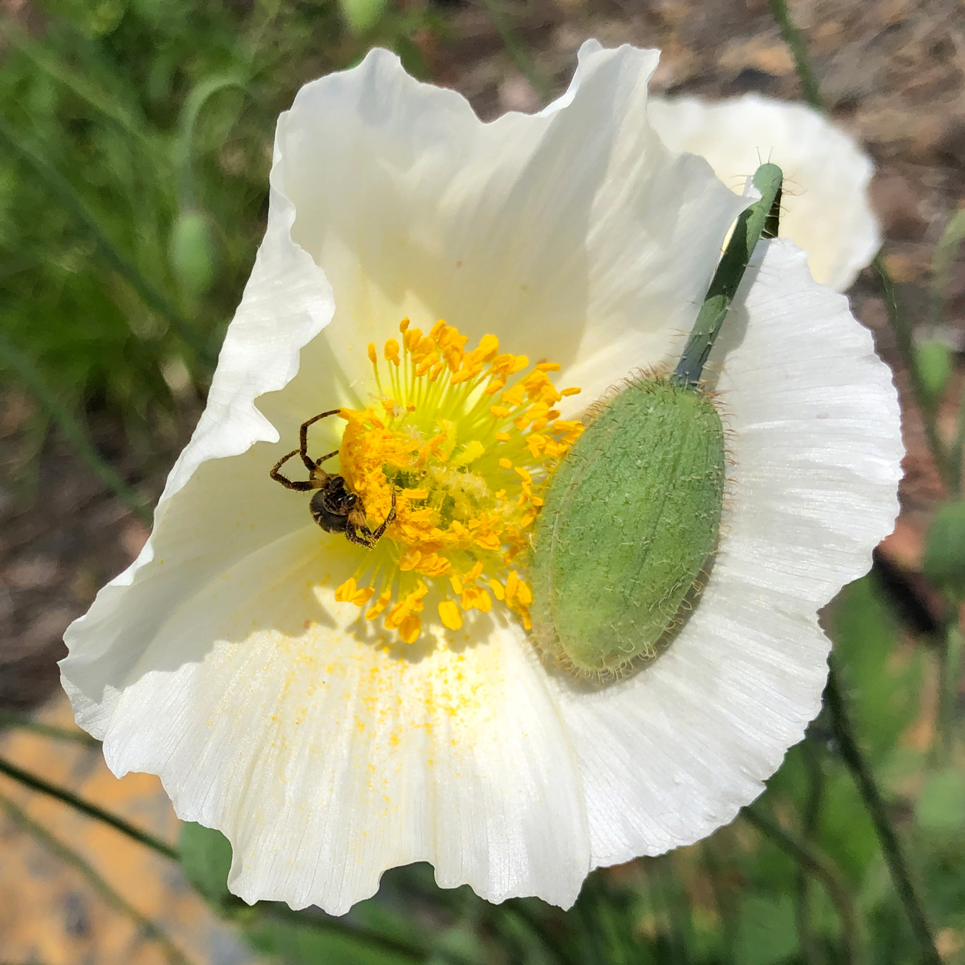 Изображение особи Papaver amurense.