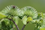 Arctium lappa