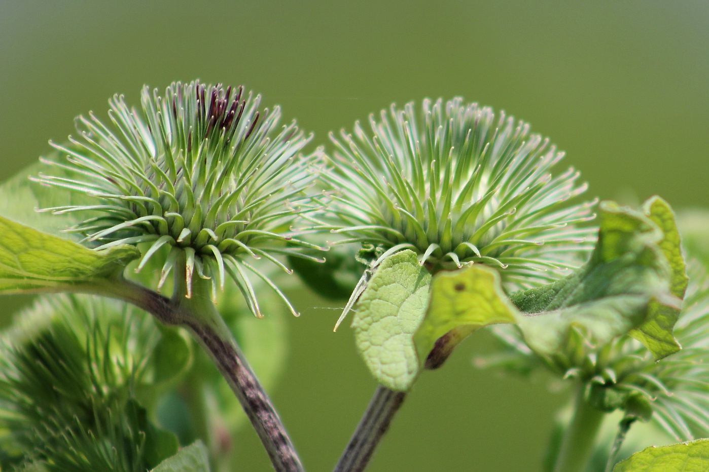 Image of Arctium lappa specimen.