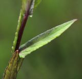 Scutellaria regeliana