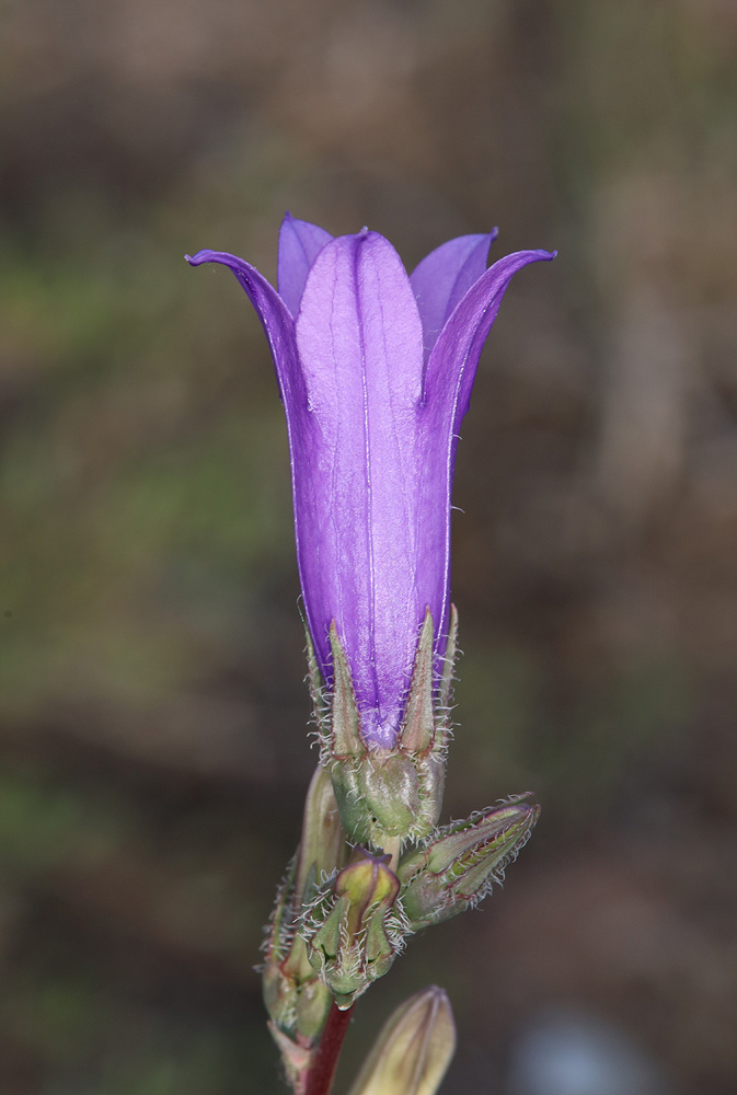 Image of Campanula daghestanica specimen.