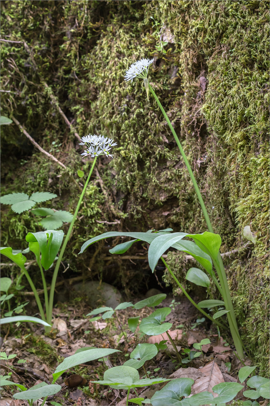 Image of Allium ursinum specimen.