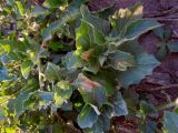 Solanum nitidibaccatum