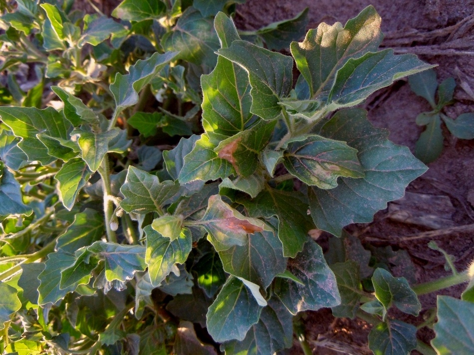 Image of Solanum nitidibaccatum specimen.