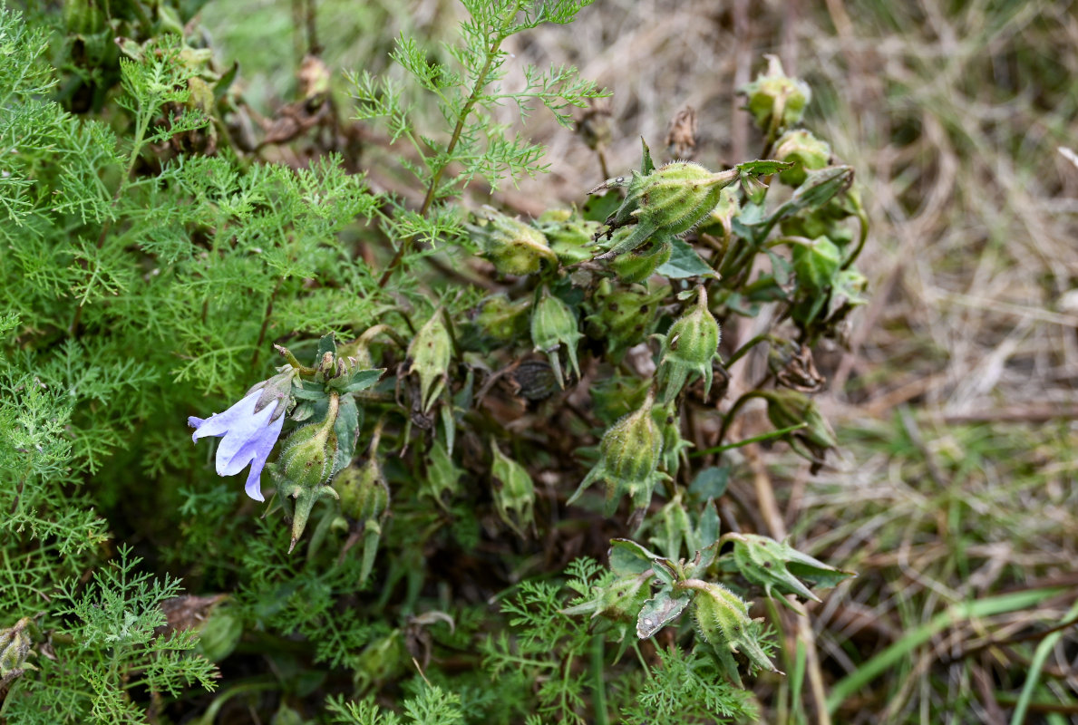 Image of Campanula sarmatica specimen.