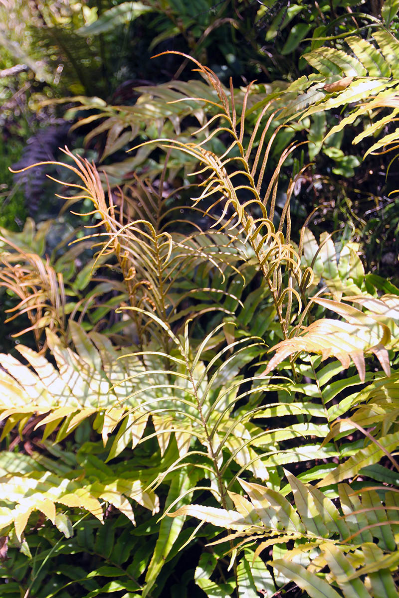Image of class Polypodiopsida specimen.