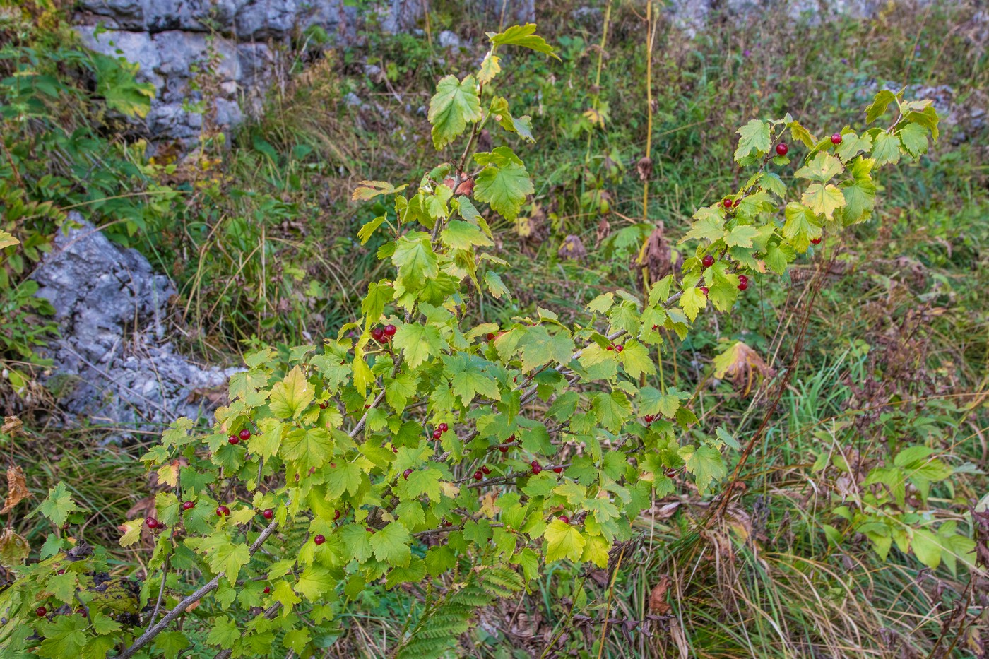 Изображение особи Ribes alpinum.