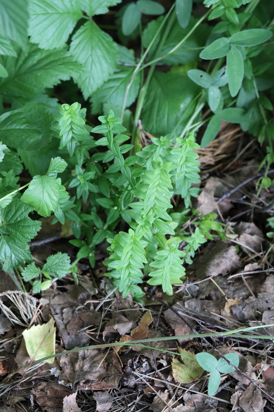 Image of Cruciata krylovii specimen.