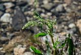 genus Rumex