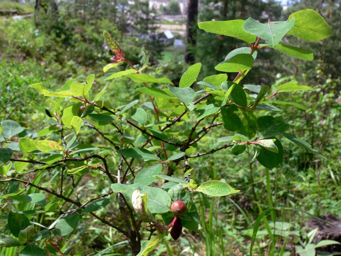 Image of genus Lonicera specimen.