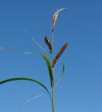 Carex acuta