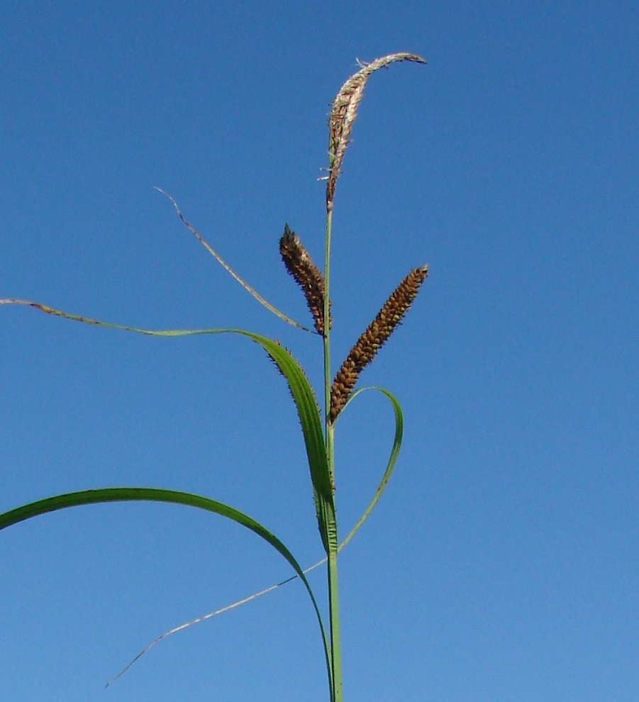 Image of Carex acuta specimen.