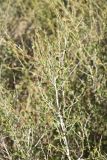 Image of taxon representative. Author is Владимир Панкратов
