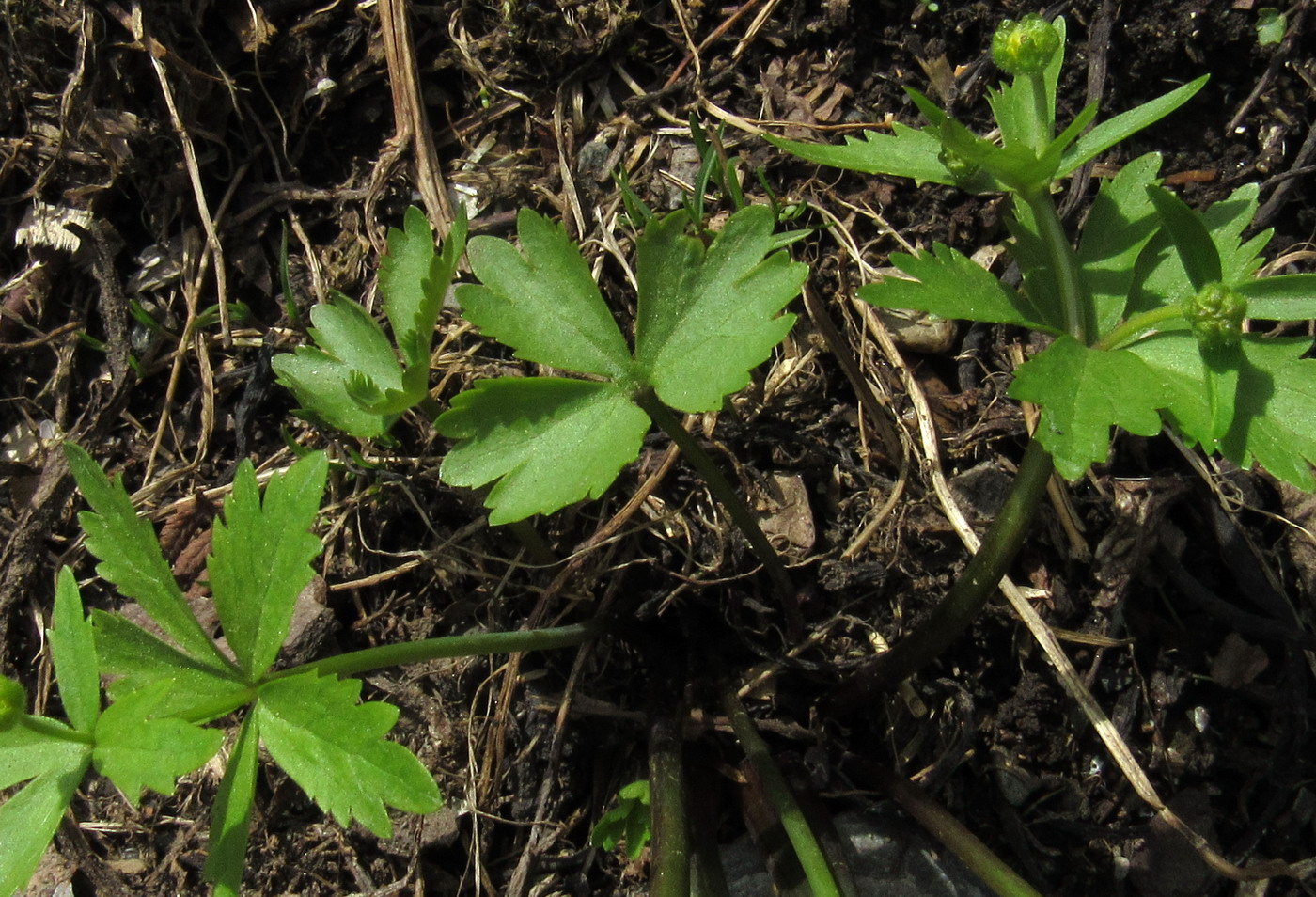 Image of Ranunculus kedranus specimen.