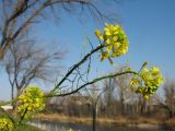 Sisymbrium loeselii. Верхушки побегов с соцветиями и соплодиями. Казахстан, г. Тараз, левый берег долины р. Ушбулак (Карасу), газон. 25 ноября 2022 г.