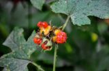 Rubus crataegifolius