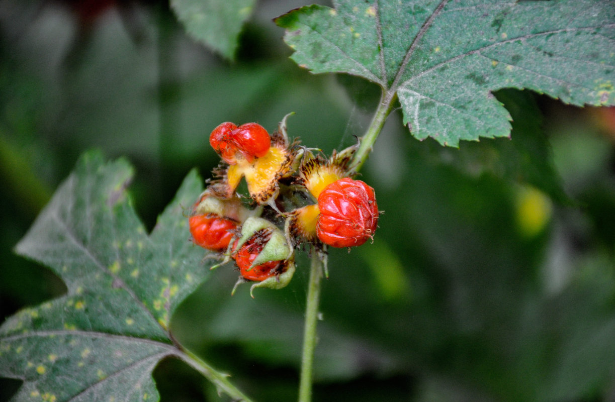 Изображение особи Rubus crataegifolius.