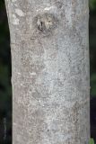 Image of taxon representative. Author is Максим Гуляев