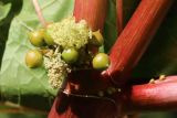 Ricinus communis. Мужское соцветие с бутонами и распустившимися цветками. Санкт-Петербург, Кировский р-н, газон у жилого дома. 10.09.2022.