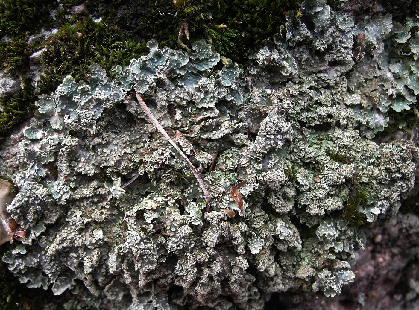 Image of Punctelia subrudecta specimen.