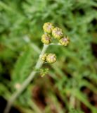 Tanacetum kittaryanum