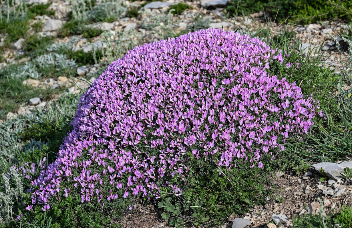 Изображение особи Onobrychis cornuta.