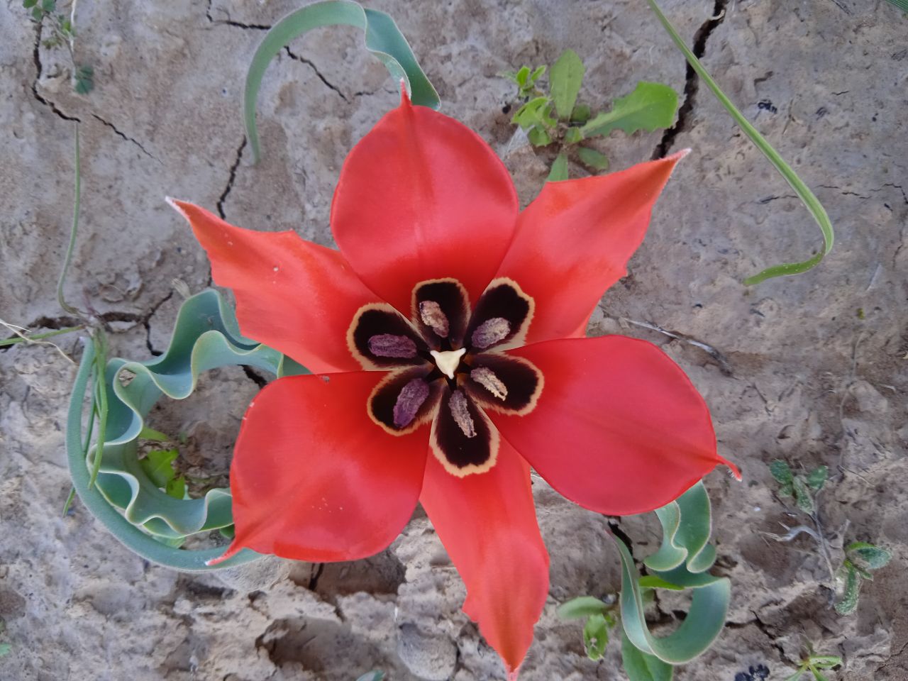 Изображение особи Tulipa tubergeniana.