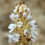 Orobanche pubescens. Верхушка соцветия. Краснодарский край, м/о Анапа, пос. Витязево, ул. Скифская, дюна около пустыря. 16.06.2021.