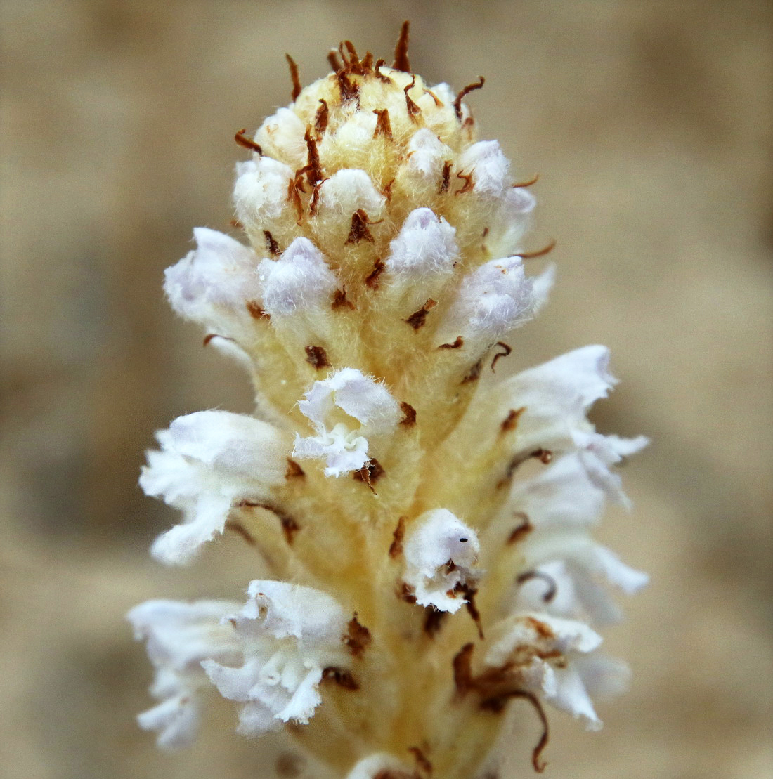 Изображение особи Orobanche pubescens.